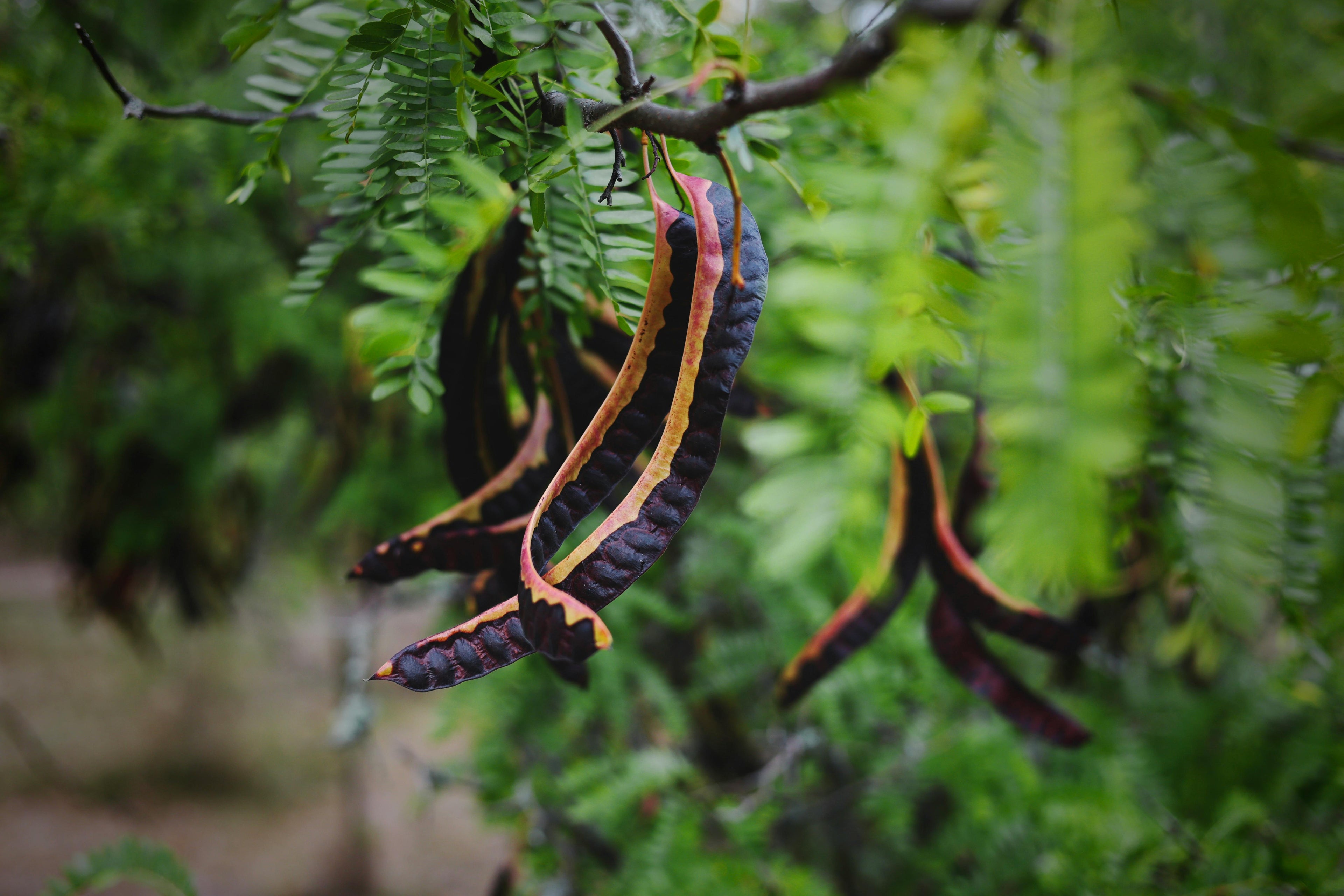 Carob vs Chocolate: Which Is Better?