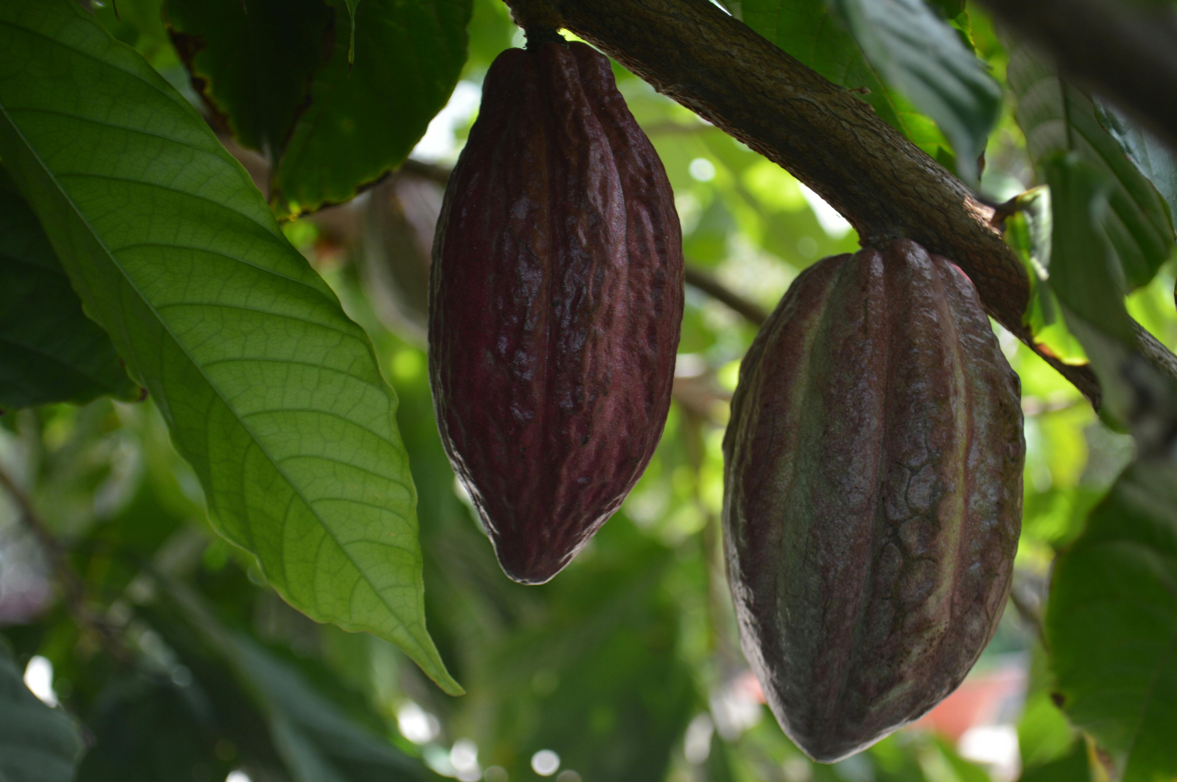 Cocoa Free Chocolate Guide